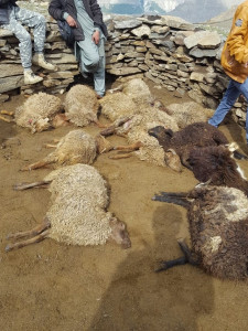 villagers raise alarm as snow leopard kills 25 sheep in gilgit baltistan villagers raise alarm as snow leopard kills 25 sheep in gilgit baltistan
