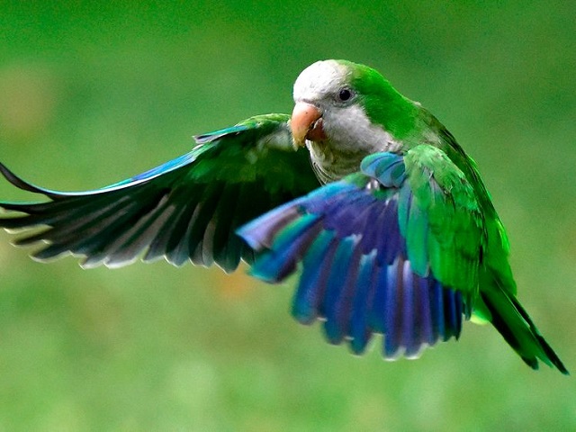 a monk parakeet myiopsitta monachus also known as the quaker parrot or argentine parakeet flies at the atenas park of madrid photo afp file