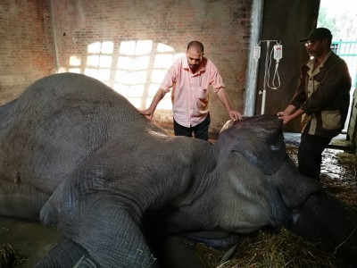 egypt s giza zoo loses naima its last elephant egypt s giza zoo loses naima its last elephant