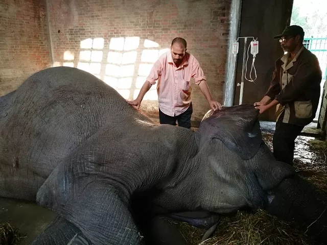 naima dies after spending 36 of her 40 years in captivity at the zoo all photos courtesy egypt today naima dies after spending 36 of her 40 years in captivity at the zoo all photos courtesy egypt today