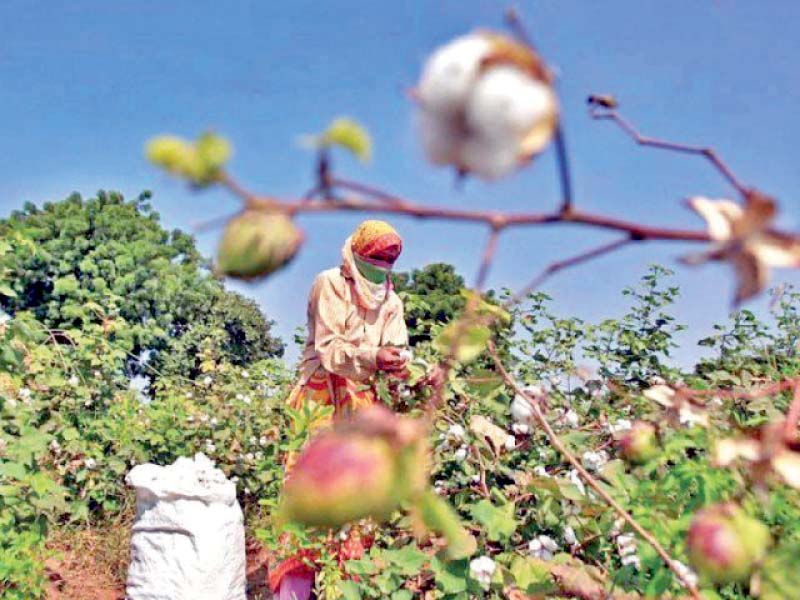 pcga has revised down the cotton production estimate by 32 to 10 2 million bales in the fiscal year that started on july 1 2019 photo file