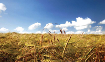 stiff competition throttles pakistan s wheat export stiff competition throttles pakistan s wheat export