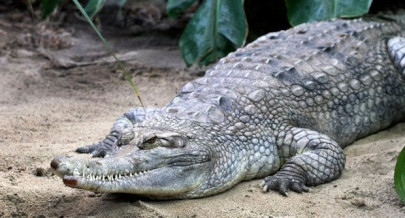 huge saltwater croc kills fisherman in latest attack on philippine island huge saltwater croc kills fisherman in latest attack on philippine island
