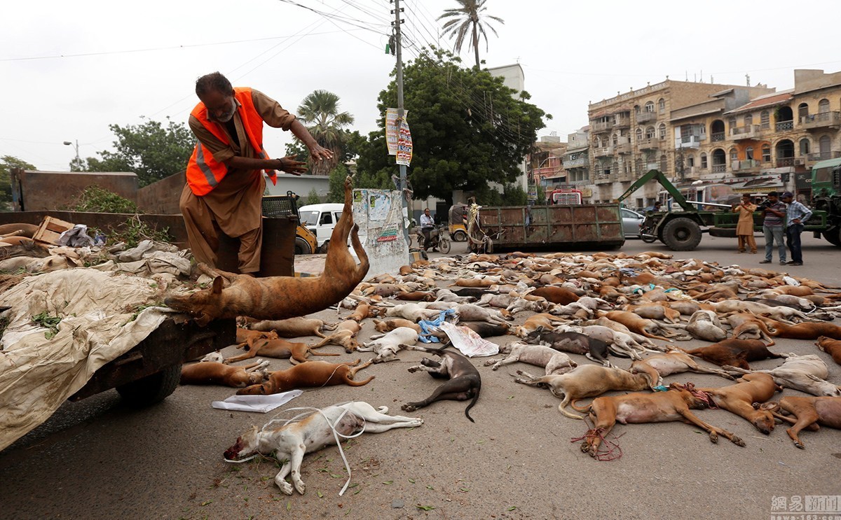 file photo of a municipal worker unloading the bodies of stray dogs from a garbage truck after they were culled using poison by the municipality in karachi photo reuters file