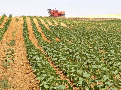 pakistan sets wheat production target at 27m tons