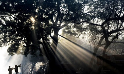 more trees less cars cities pledge cleaner air to tackle climate change more trees less cars cities pledge cleaner air to tackle climate change