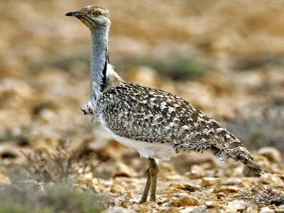 new survey to monitor aquatic birds population new survey to monitor aquatic birds population