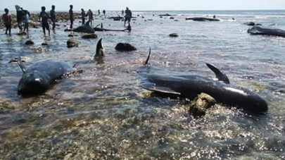 seven stranded whales found dead in indonesia seven stranded whales found dead in indonesia