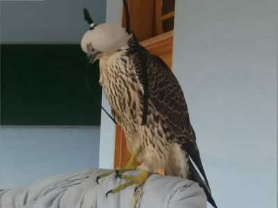 seven falcons worth millions seized from smugglers in k p seven falcons worth millions seized from smugglers in k p