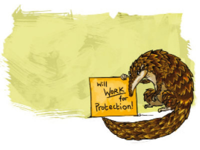 pangolin conservation efforts yielding results