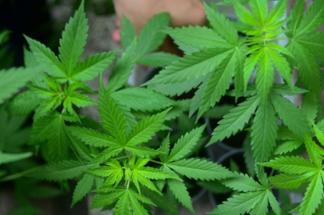 file photo of cannabis plants photo afp file photo of cannabis plants photo afp