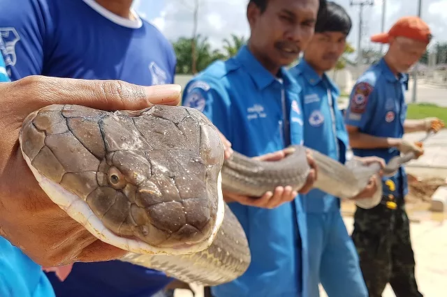members of the rescue foundation hold the four metre long king cobra that was found in a sewer in krabi photo afp members of the rescue foundation hold the four metre long king cobra that was found in a sewer in krabi photo afp