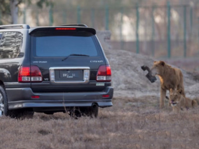 isloo boys lion cubs in lahore and a tale of lunacy