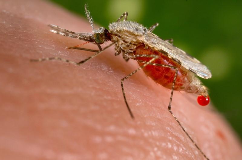 malaria photo reuters