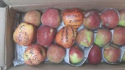 apples with anti india pro pakistan slogans found in occupied kashmir