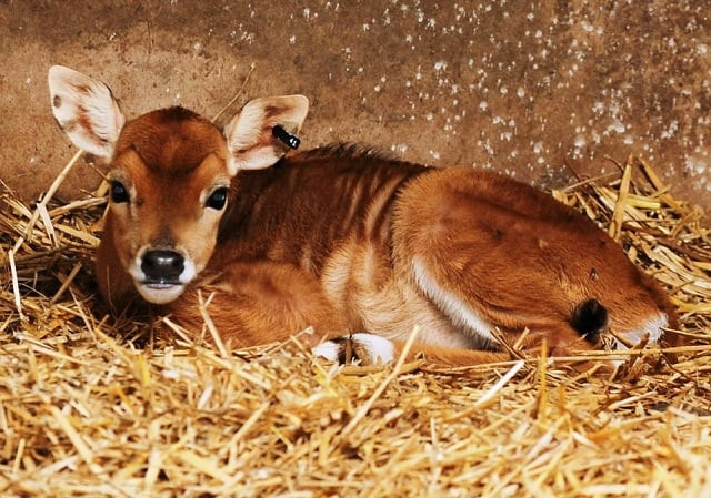 during the past week two calves each were born to two nilgais while a chinkara deer also gave birth to a fawn photo express file during the past week two calves each were born to two nilgais while a chinkara deer also gave birth to a fawn photo express file
