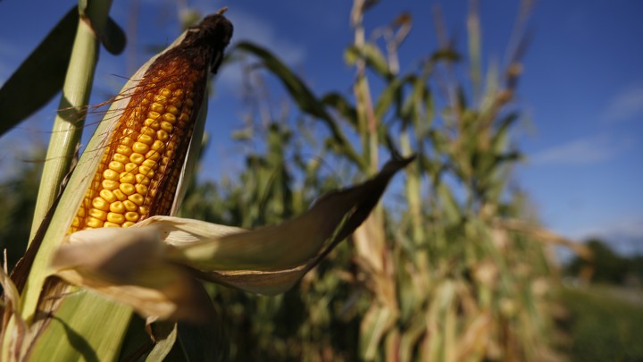 a cob of corn seen in a field photo reuters