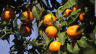 oranges that are called nature s candy oranges that are called nature s candy