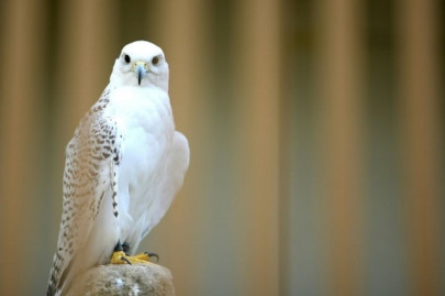 spanish falcons feed arab passion for raptor hunting