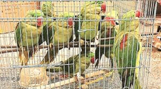 the birds were allegedly smuggled to tashkent by a 24 year old uzbekistan national photo courtesy the indian express the birds were allegedly smuggled to tashkent by a 24 year old uzbekistan national photo courtesy the indian express