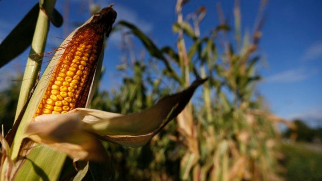 a cob of corn is seen in a field photo reuters a cob of corn is seen in a field photo reuters