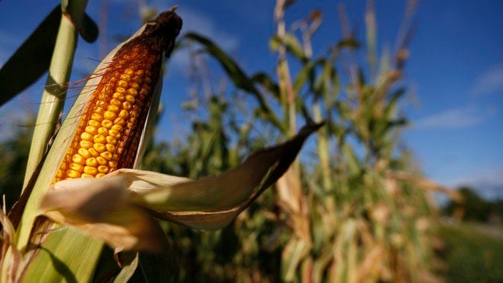 a cob of corn is seen in a field photo reuters