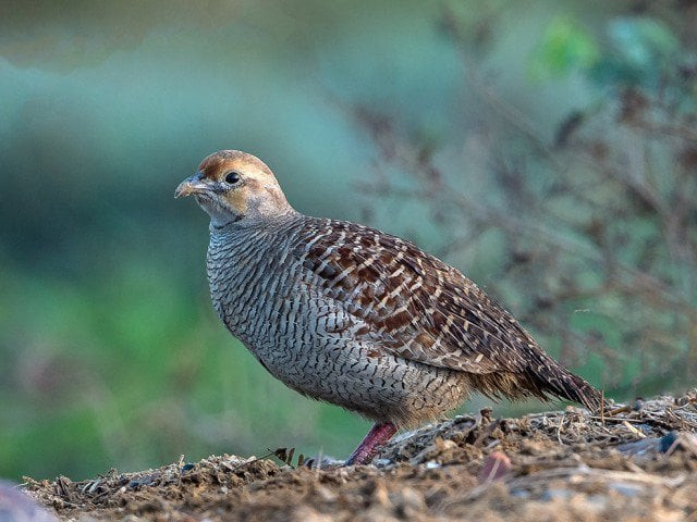 partridge hunting season opens in punjab partridge hunting season opens in punjab