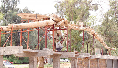 skeleton on the wall blue whale comes to the jungle
