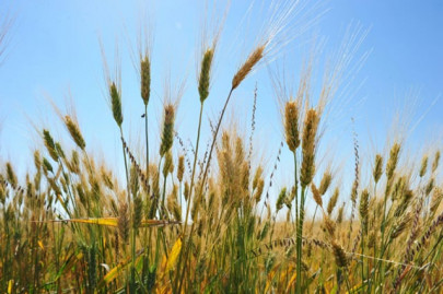 shah directs chinese company to revolutionise desert agriculture