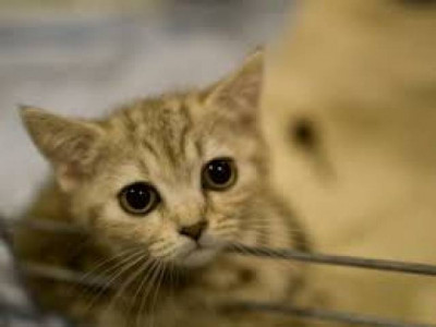 italian couple saved from landslide by their cats italian couple saved from landslide by their cats