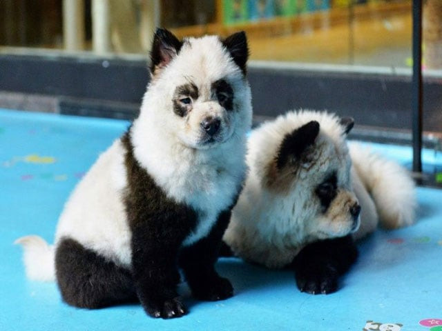 panda dog photo afp panda dog photo afp