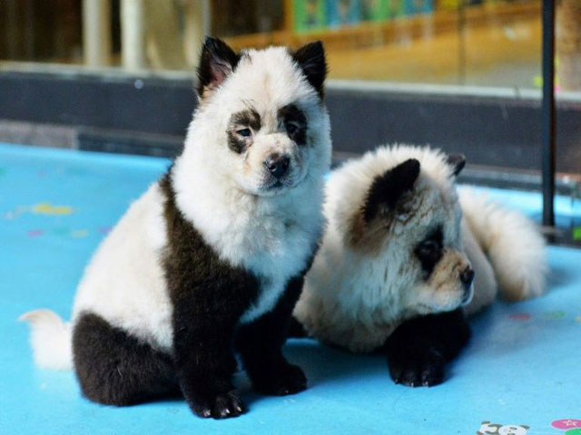 panda dog photo afp