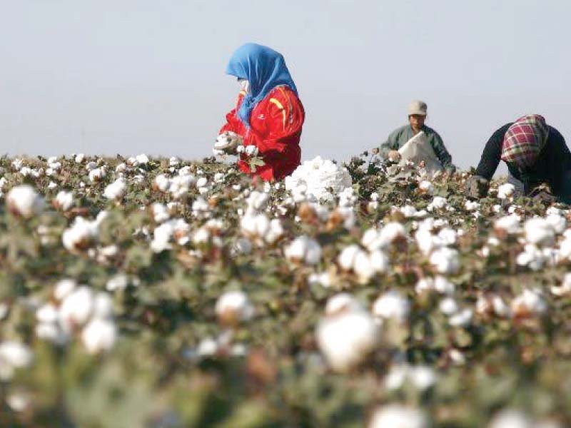 the national food security and research secretary informed the committee that the matter of indicative price of cotton had been taken up with the authorities concerned photo afp