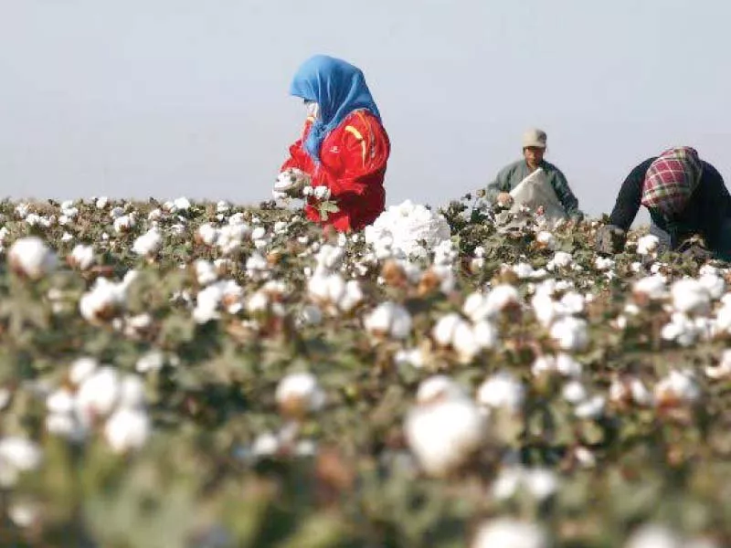 the national food security and research secretary informed the committee that the matter of indicative price of cotton had been taken up with the authorities concerned photo afp the national food security and research secretary informed the committee that the matter of indicative price of cotton had been taken up with the authorities concerned photo afp