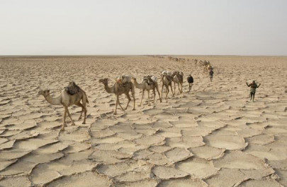 livestock owners to be given camels livestock owners to be given camels