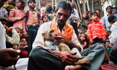 an unusual marriage high drama as monkeys wed in india