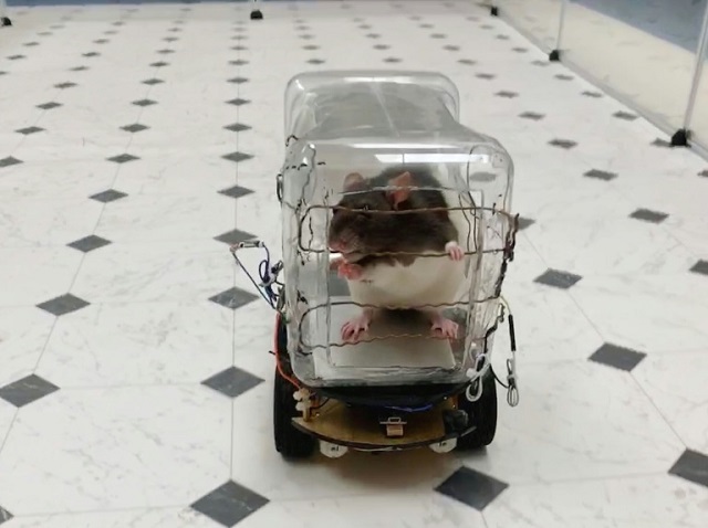 scientists have reported successfuly training rodents to drive tiny cars in exchange for tasty bits of froot loops cereal and found that learning the task lowered their stress levels photo afp
