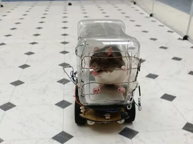 scientists have reported successfuly training rodents to drive tiny cars in exchange for tasty bits of froot loops cereal and found that learning the task lowered their stress levels photo afp scientists have reported successfuly training rodents to drive tiny cars in exchange for tasty bits of froot loops cereal and found that learning the task lowered their stress levels photo afp