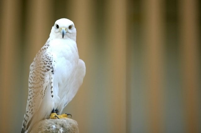 amid ban pakistani falcons all set to fly to qatar