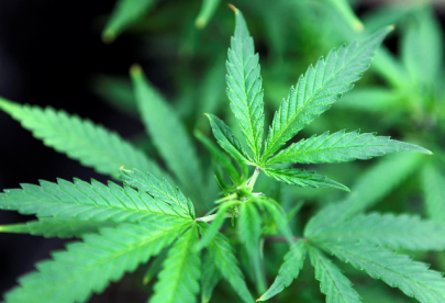 bernie sanders promises to use executive order to legalise marijuana bernie sanders promises to use executive order to legalise marijuana