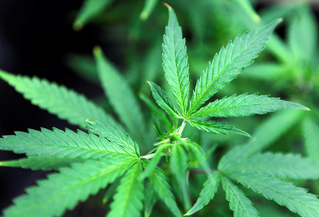 bernie sanders promises to use executive order to legalise marijuana
