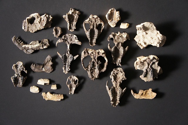 fossilised mammal skull fossils and lower jaw retrieved from the corral bluffs site in colorado dating from the aftermath of the mass extinction of species 66 million years ago is seen in a picture released october 24 2019 photo reuters