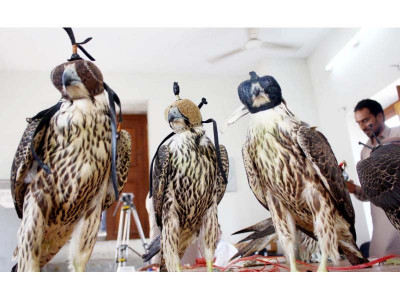sindh wildlife dept sets free seven rescued falcons sindh wildlife dept sets free seven rescued falcons