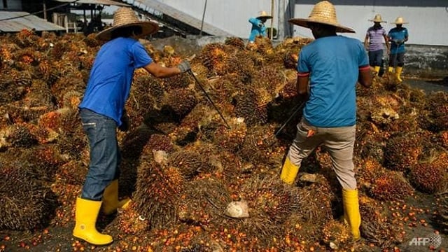 malaysia is the second biggest producer of palm oil in the world photo afp