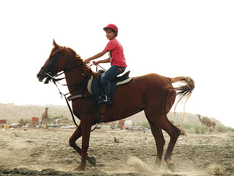 in the saddle horse whisperer