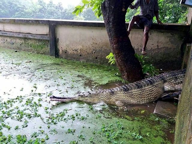 the reptiles are named 039 gorai 039 and 039 padma 039 after tributaries of the ganges river photo afp file