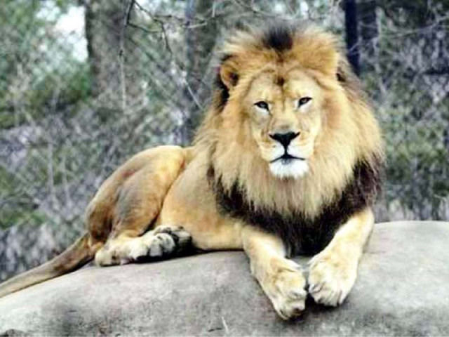 visitors will be able to enjoy the dg khan safari in their own cars inside the premises and view deer and lions closely photos punjab wildlife protection and parks department visitors will be able to enjoy the dg khan safari in their own cars inside the premises and view deer and lions closely photos punjab wildlife protection and parks department