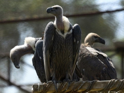 vulture population shows tentative signs of recovery in pakistan
