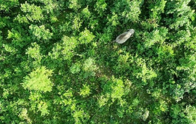 rogue elephant named after bin laden kills five villagers in india rogue elephant named after bin laden kills five villagers in india