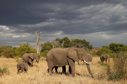 novel approach low on staff wildlife dept hunts poachers online novel approach low on staff wildlife dept hunts poachers online
